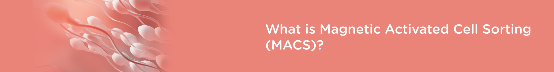 What is Magnetic-Activated Cell Sorting (MACS)?
