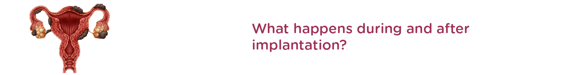 What happens during and after implantation?